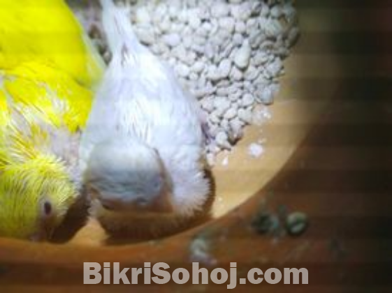 tame size lutino red eye budgie